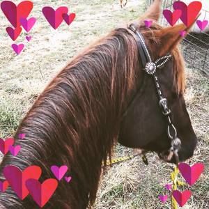 Meet your Posher, Robbie